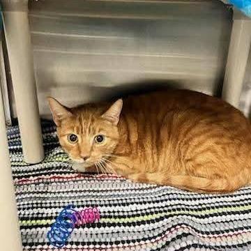 Harold, a Adoptable Domestic Short Hair in Rocky Mount, VA image 5/5