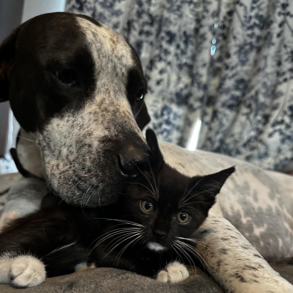 Stinger, Adoptable, Adult Female Domestic Short Hair.