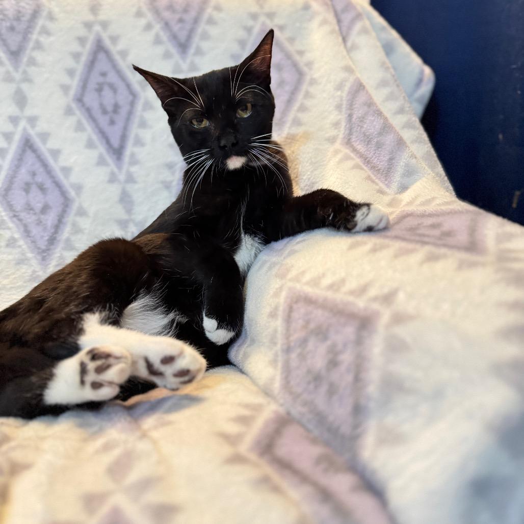 Enlarge Stinger, a Adoptable Domestic Short Hair in Port Richey, FL image 2/2