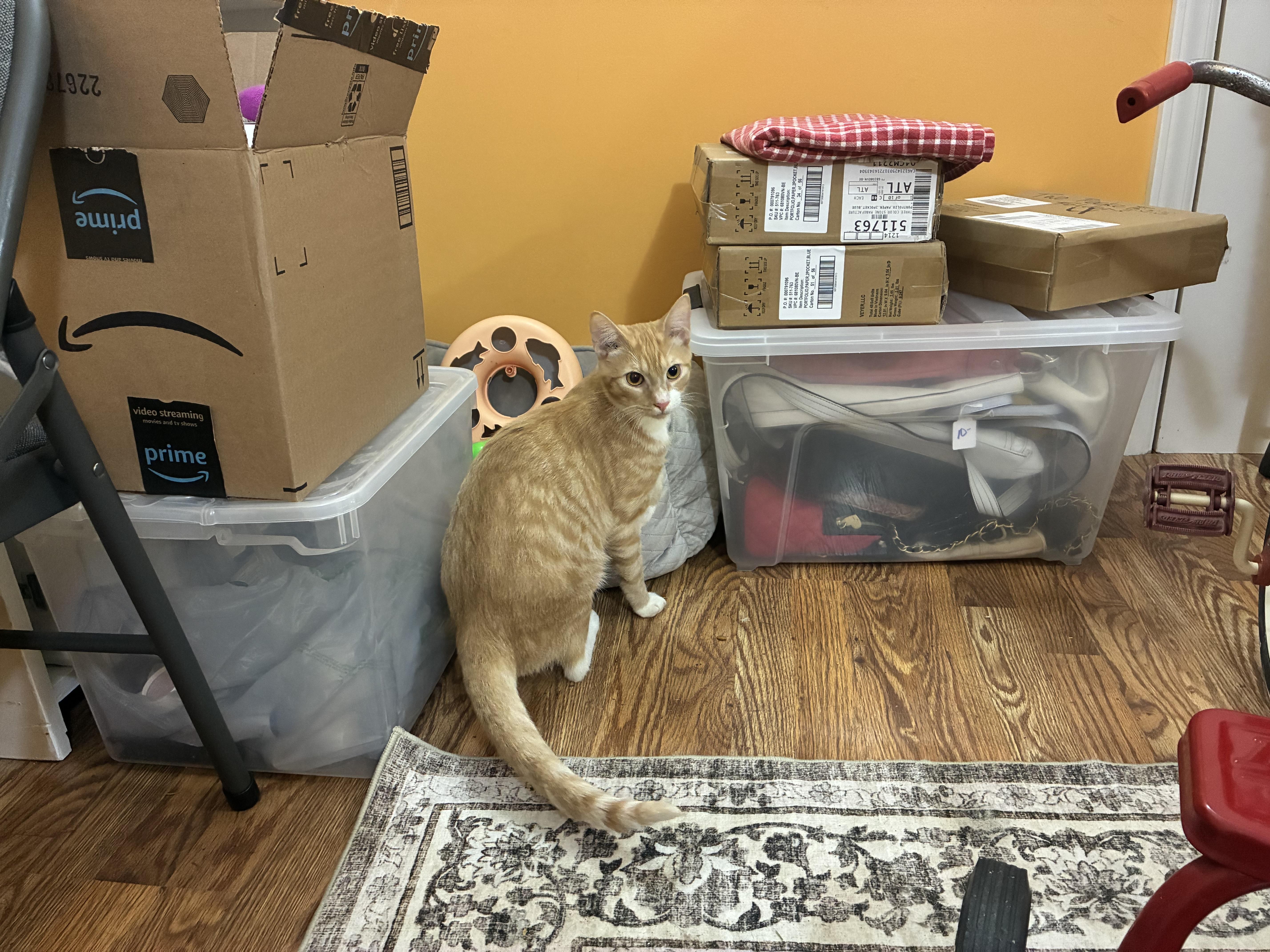 Sunny, a Adoptable Domestic Short Hair in Greensboro, NC image 1/5