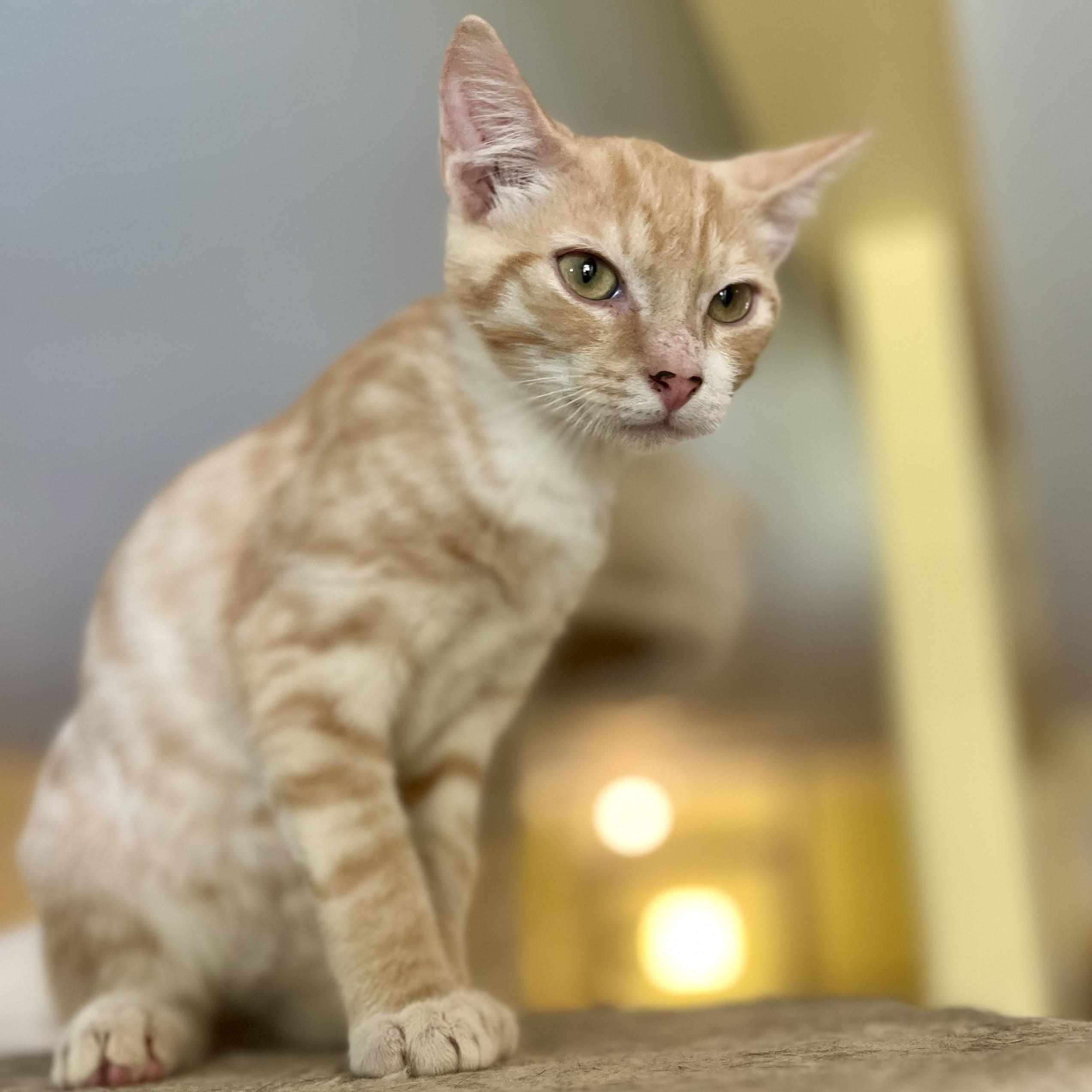 Sunny, a Adoptable Domestic Short Hair in Greensboro, NC image 4/5