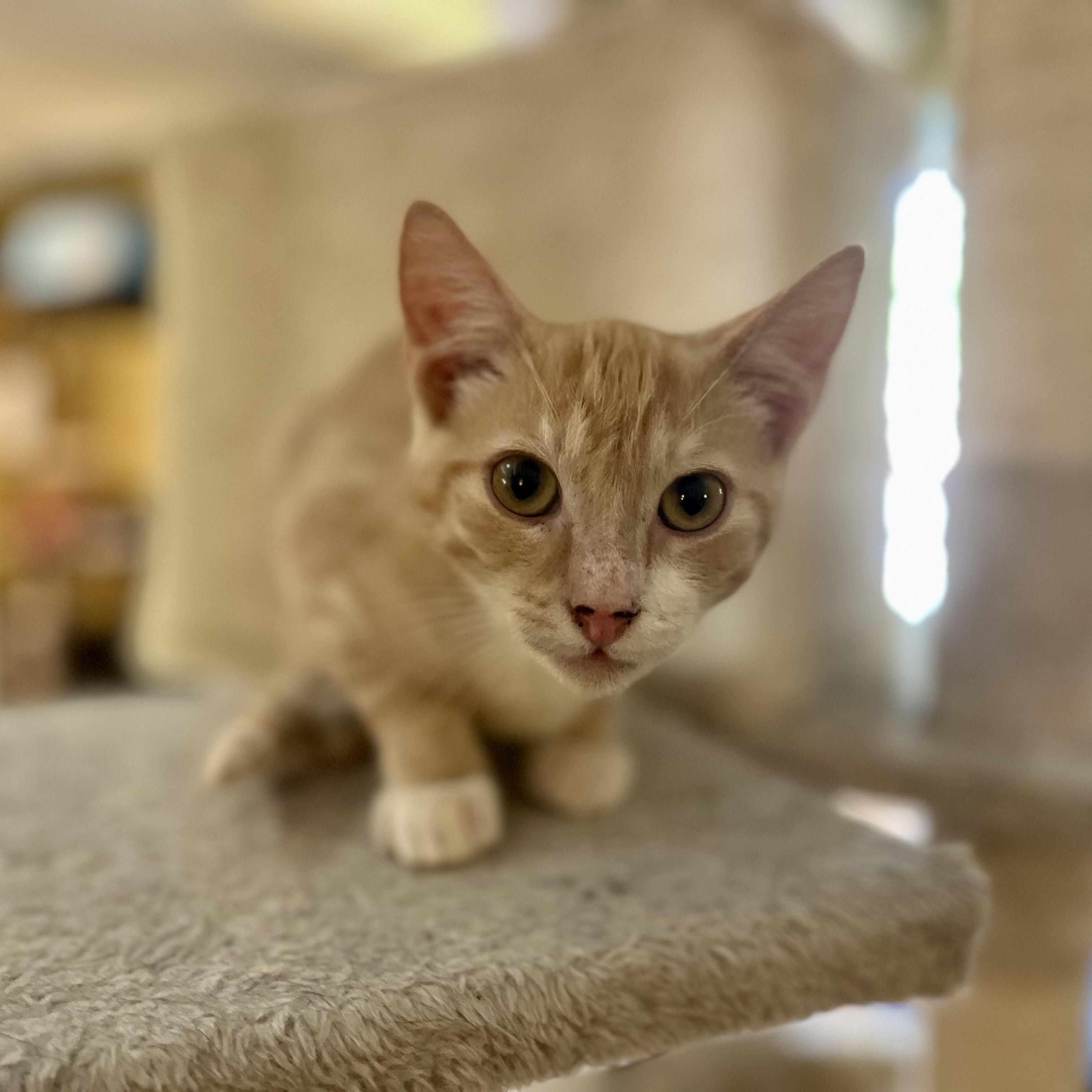 Sunny, Adoptable, Young Male Domestic Short Hair.