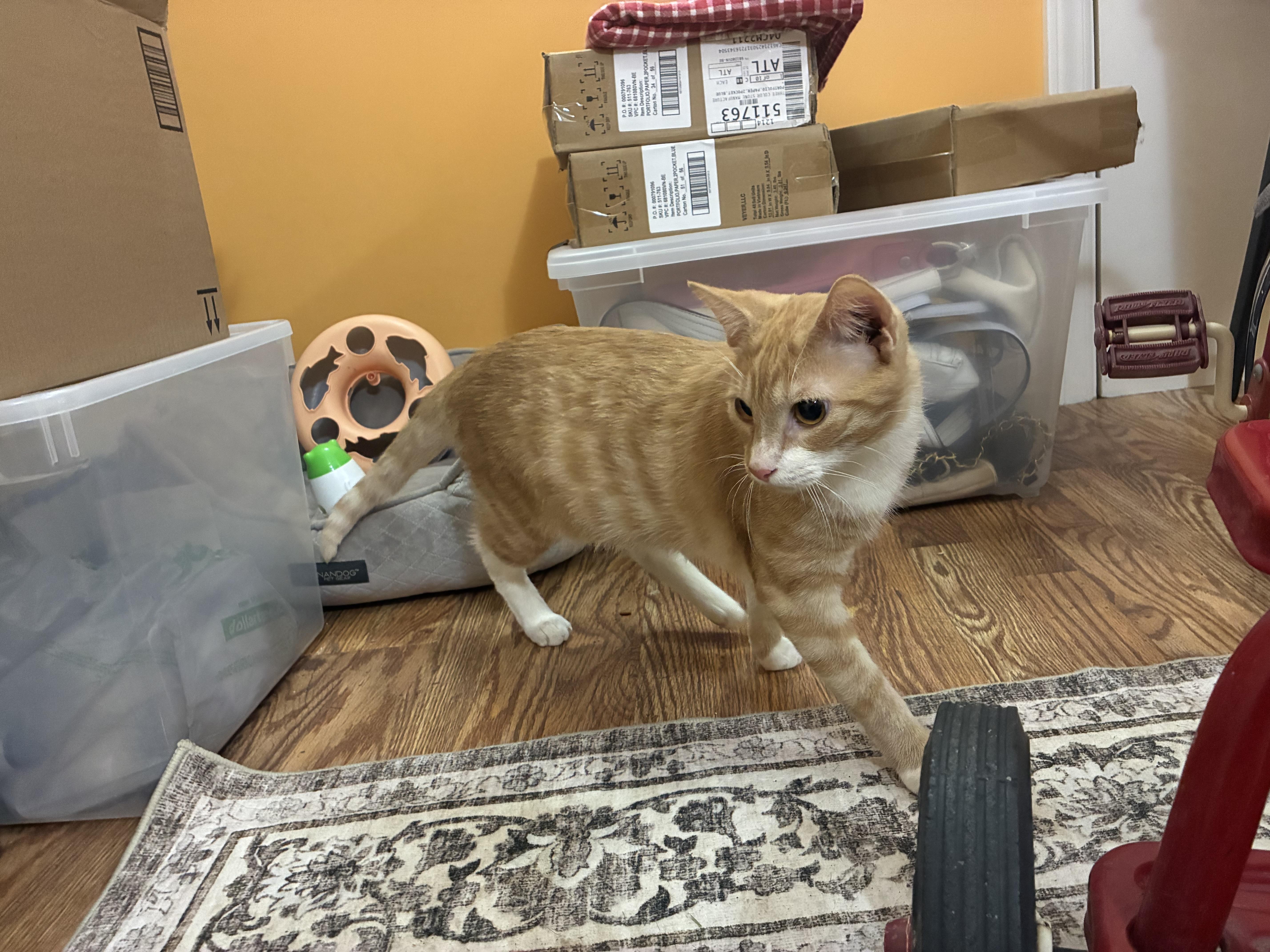 Sunny, a Adoptable Domestic Short Hair in Greensboro, NC image 2/5