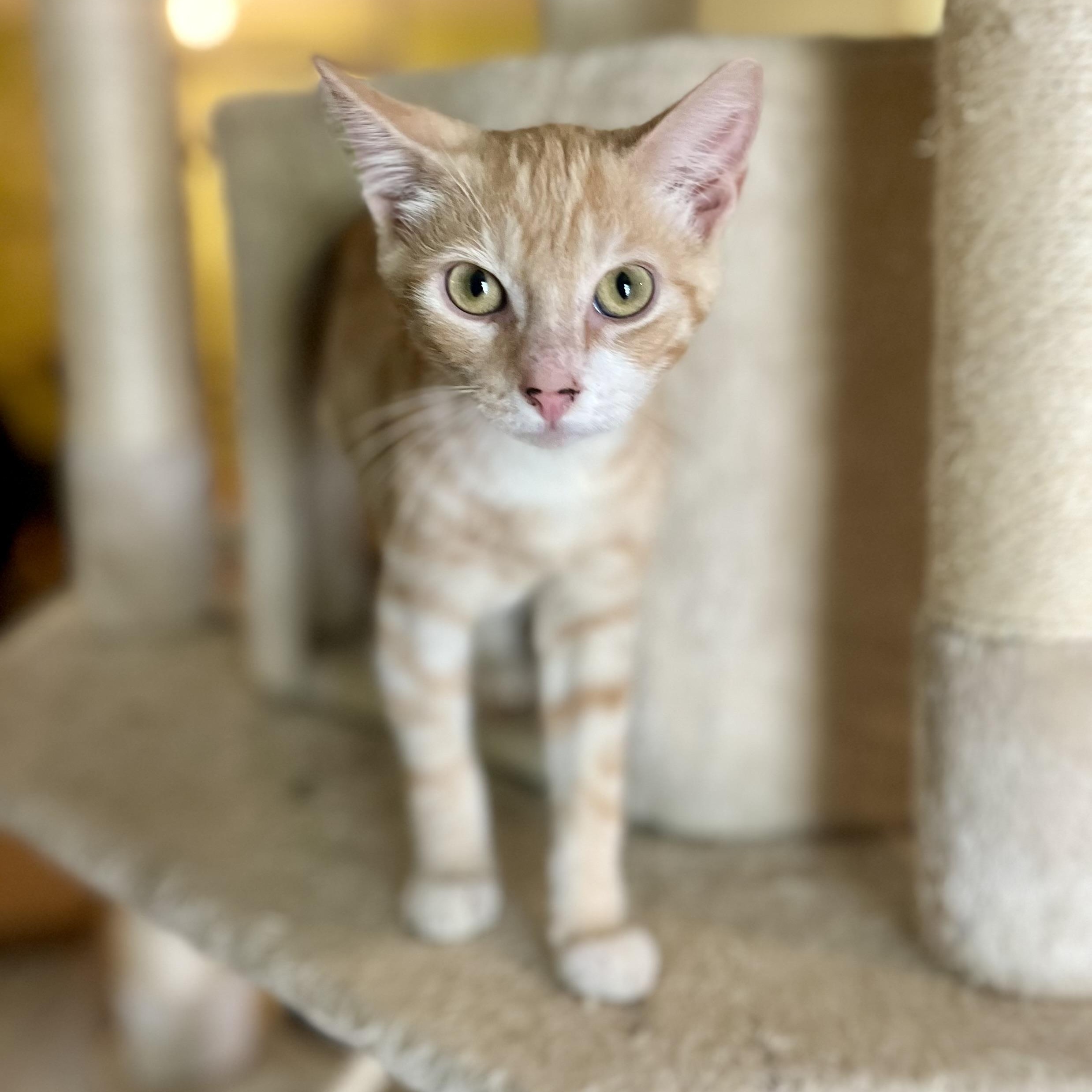 Sunny, a Adoptable Domestic Short Hair in Greensboro, NC image 3/5