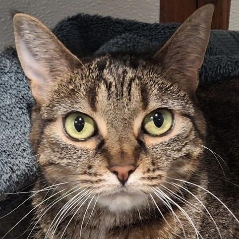 Enlarge Luna, a Adoptable Domestic Short Hair in Murray, UT image 1/1