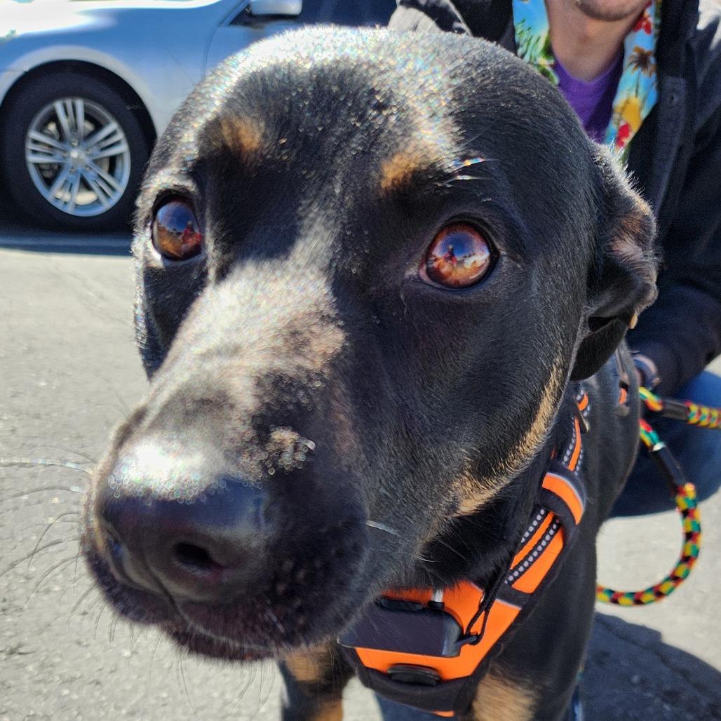Enlarge Roco Hall, a Adoptable mixed breed in Las Vegas, NV image 2/3