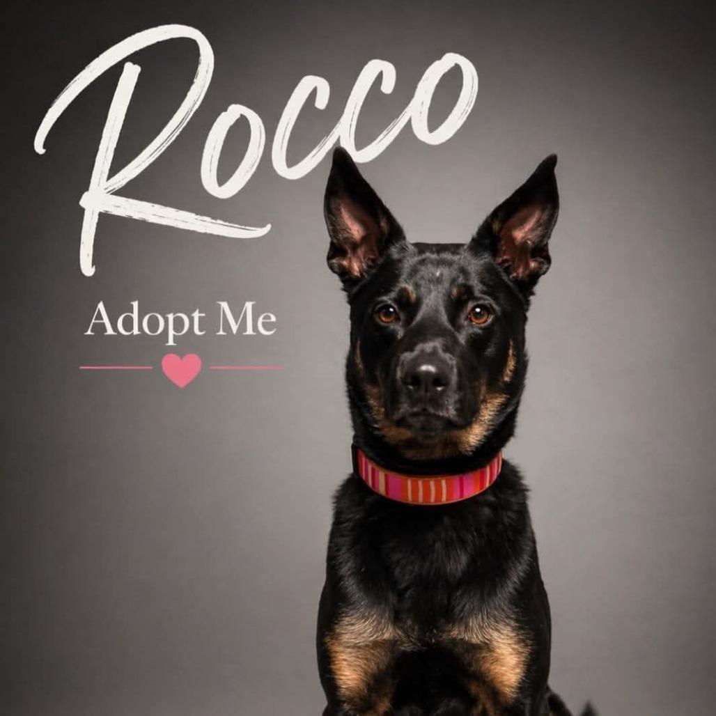 Roco Hall, Adoptable, Adult Female Australian Kelpie & Mixed Breed.