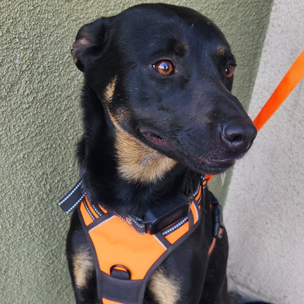 Enlarge Roco Hall, a Adoptable mixed breed in Las Vegas, NV image 3/3