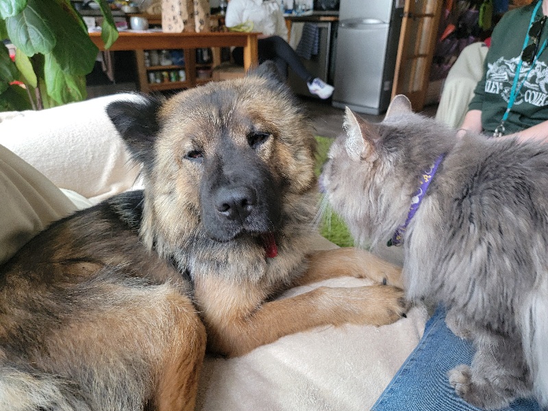 Enlarge FLUFFY, a Adopted mixed breed in Eastsound, WA image 3/4