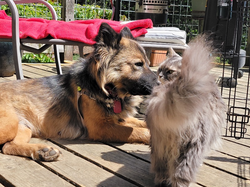 Enlarge FLUFFY, a Adopted mixed breed in Eastsound, WA image 4/4