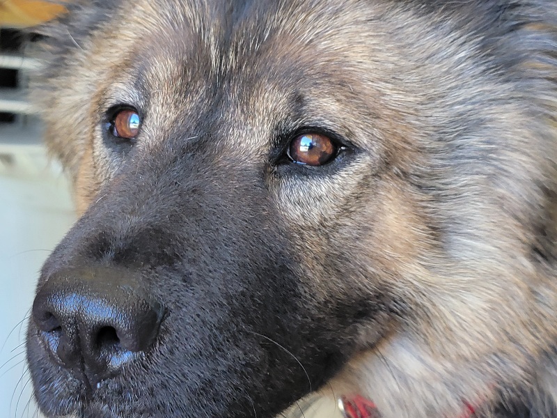 Enlarge FLUFFY, a Adopted mixed breed in Eastsound, WA image 1/4