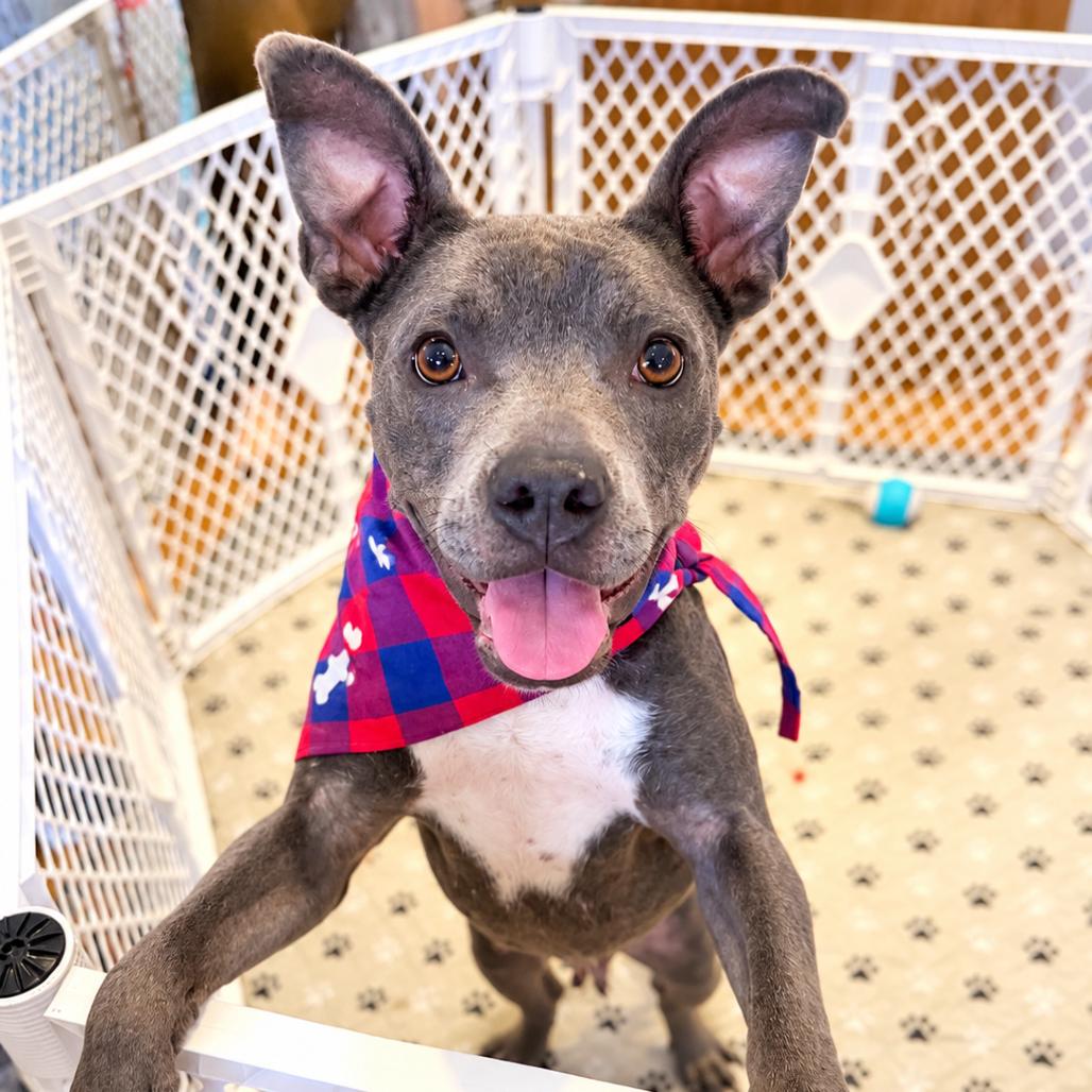 Kenya, Adoptable, Adult Female Pit Bull Terrier & Mixed Breed.