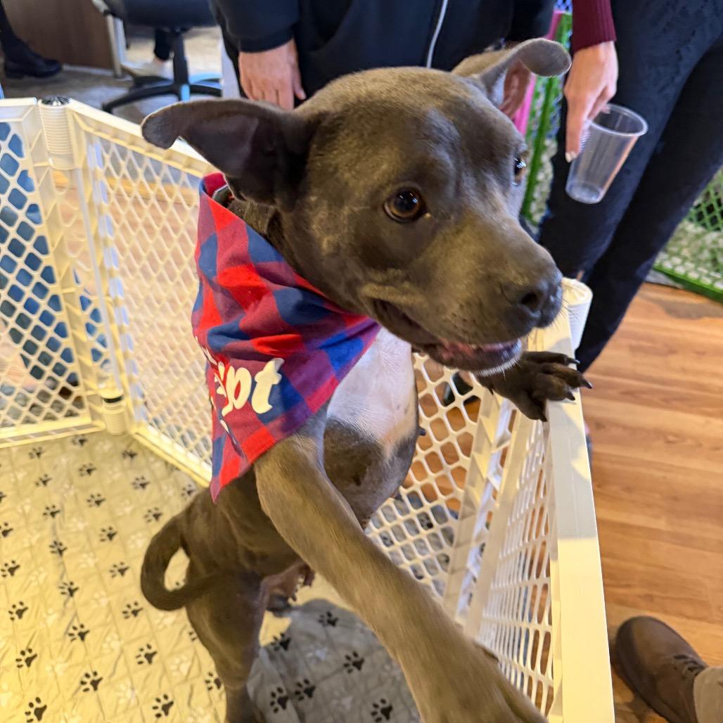 Enlarge Kenya, a Adoptable mixed breed in Griswold, CT image 2/5