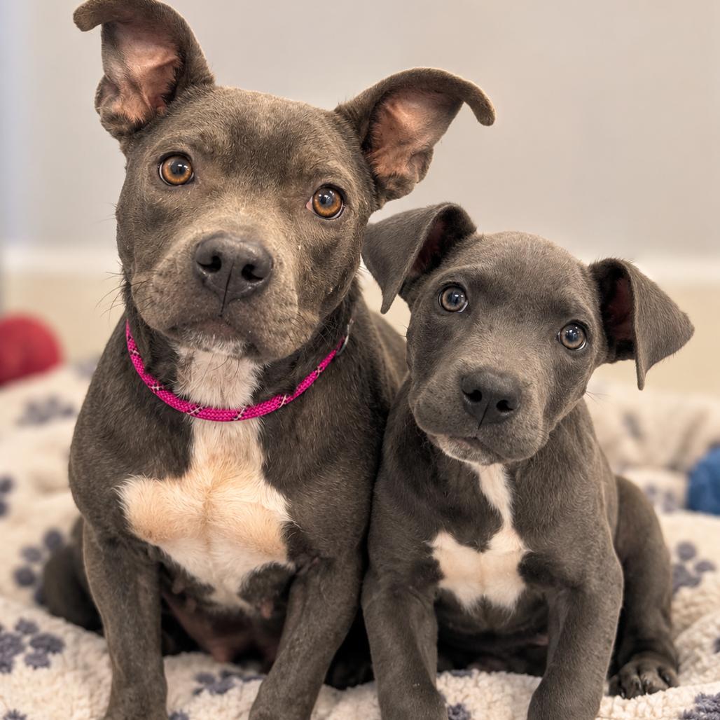 Enlarge Kenya, a Adoptable mixed breed in Griswold, CT image 4/5