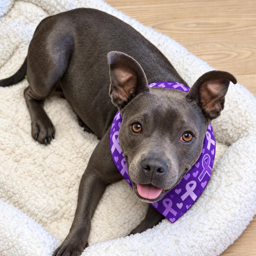 Enlarge Kenya, a Adoptable mixed breed in Griswold, CT image 5/5