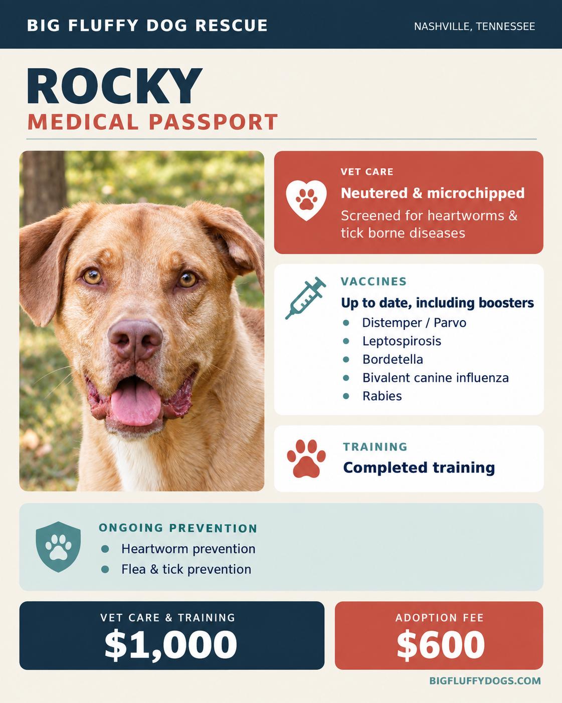 Enlarge Rocky, a Adoptable mixed breed in Cincinnati, OH image 4/4