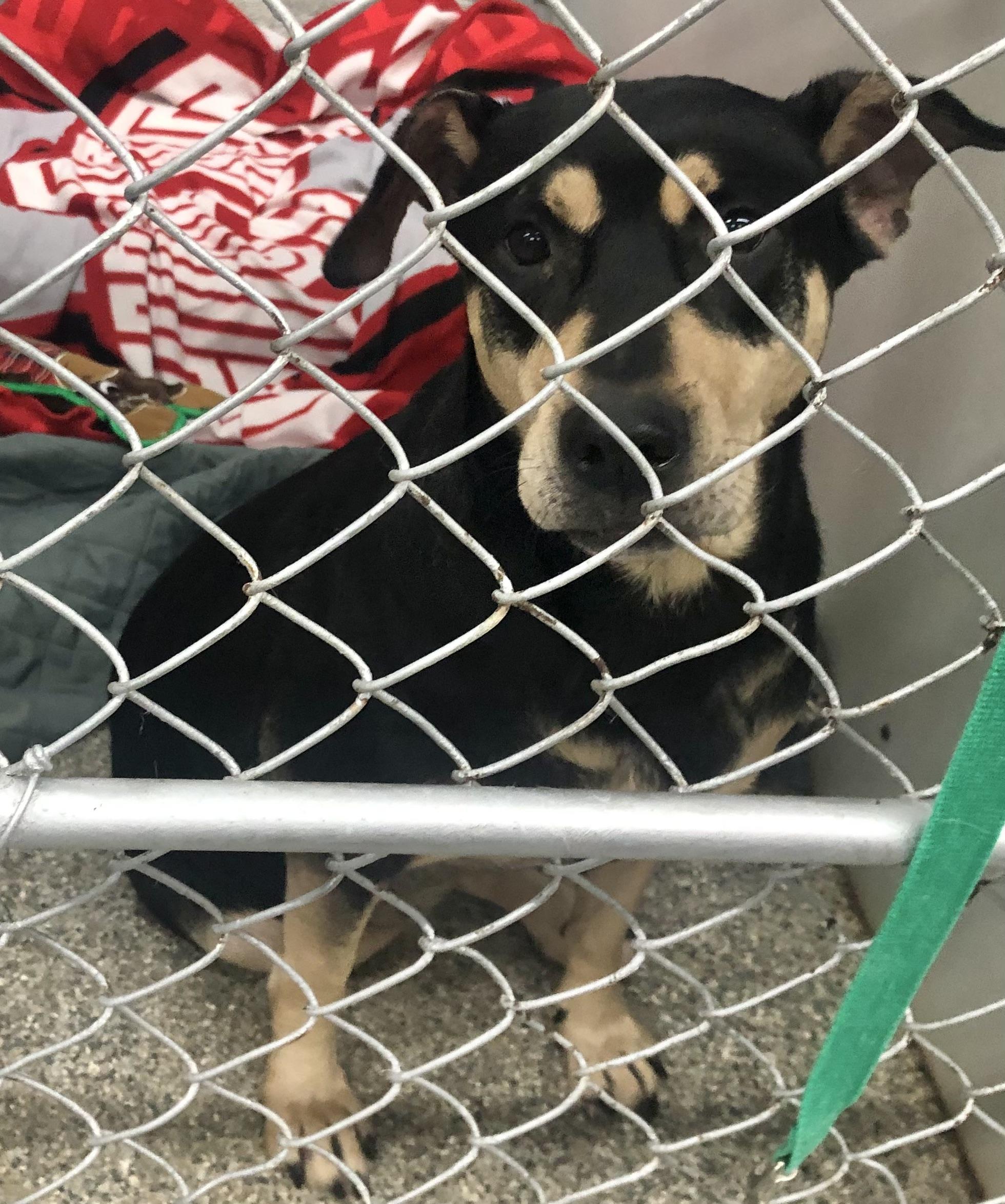 Bella, ADOPTABLE, Adult Female Shepherd & Hound.