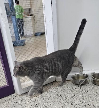 Gregory, Adoptable, Adult Male Domestic Short Hair & Domestic Short Hair.