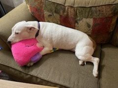 Ashton (REDUCED FEE), an adoptable Bull Terrier in Tracy, CA, 95304 | Photo Image 6