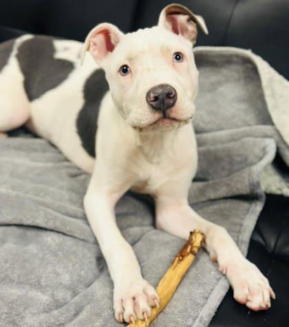 Chino — thumbnail 2