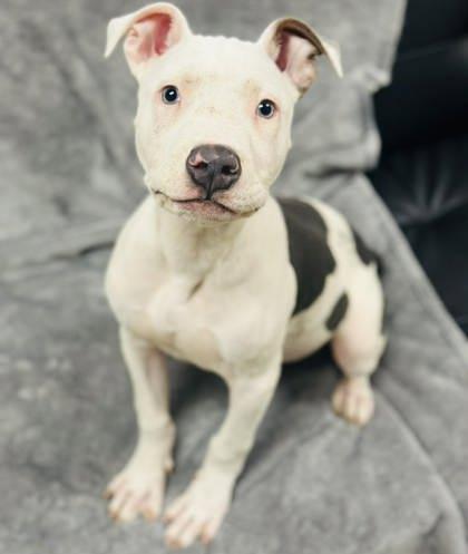 Chino — thumbnail 3