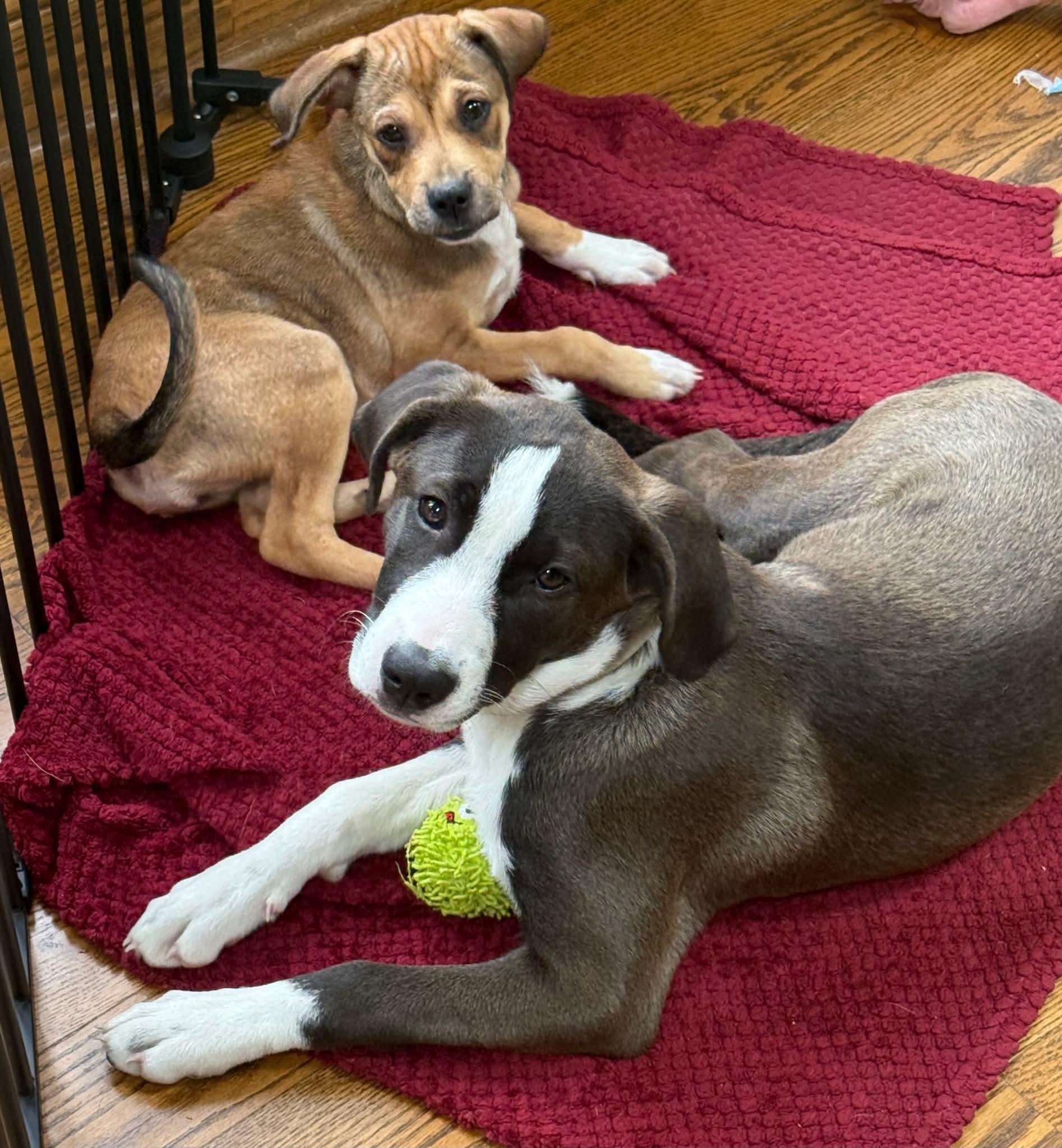 Carly (Puppy 1 with Karen P) photo