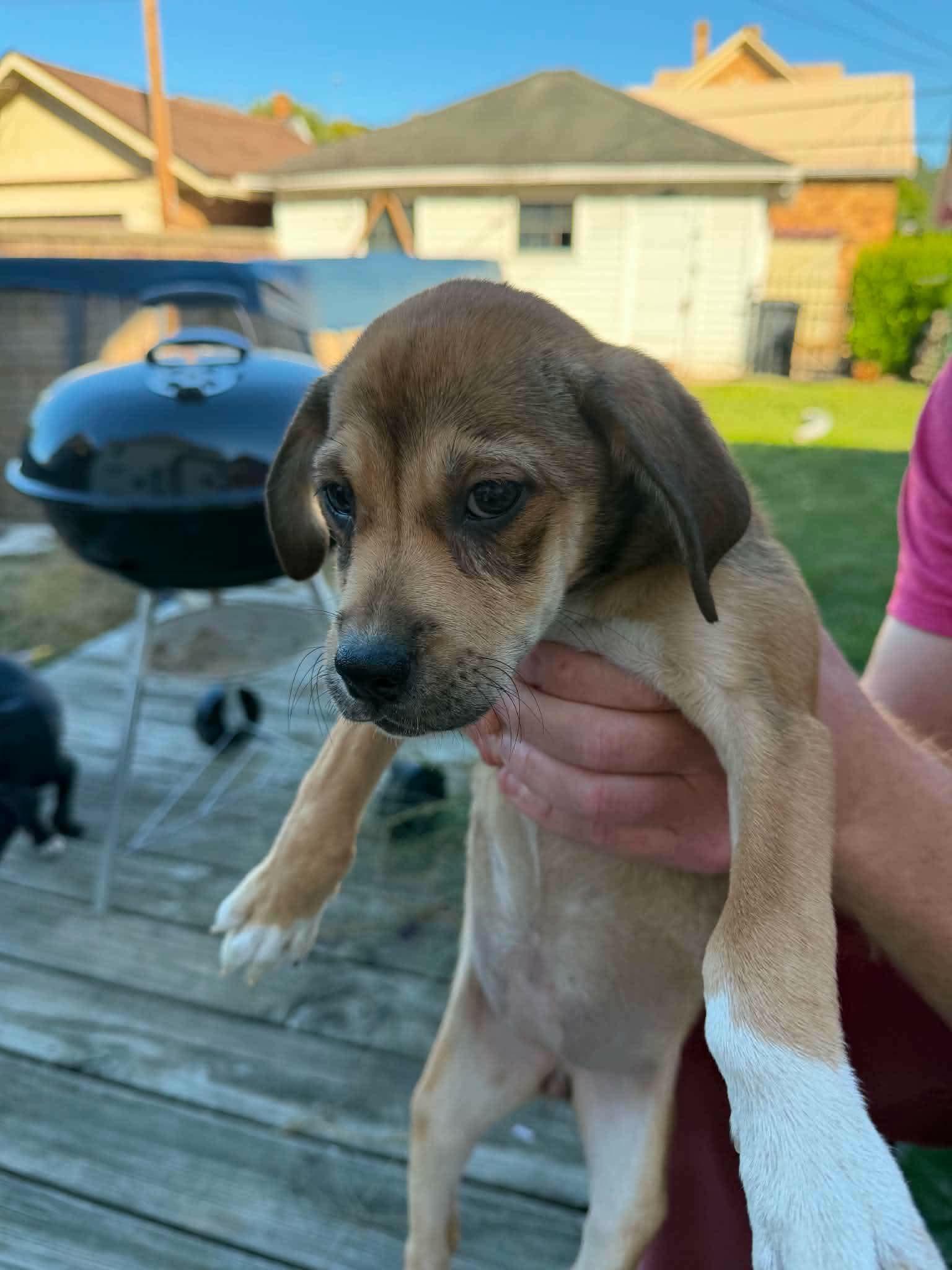 Enlarge Carly (Puppy 1 with Karen P), a Adoptable mixed breed in Lewis Center, OH image 2/5
