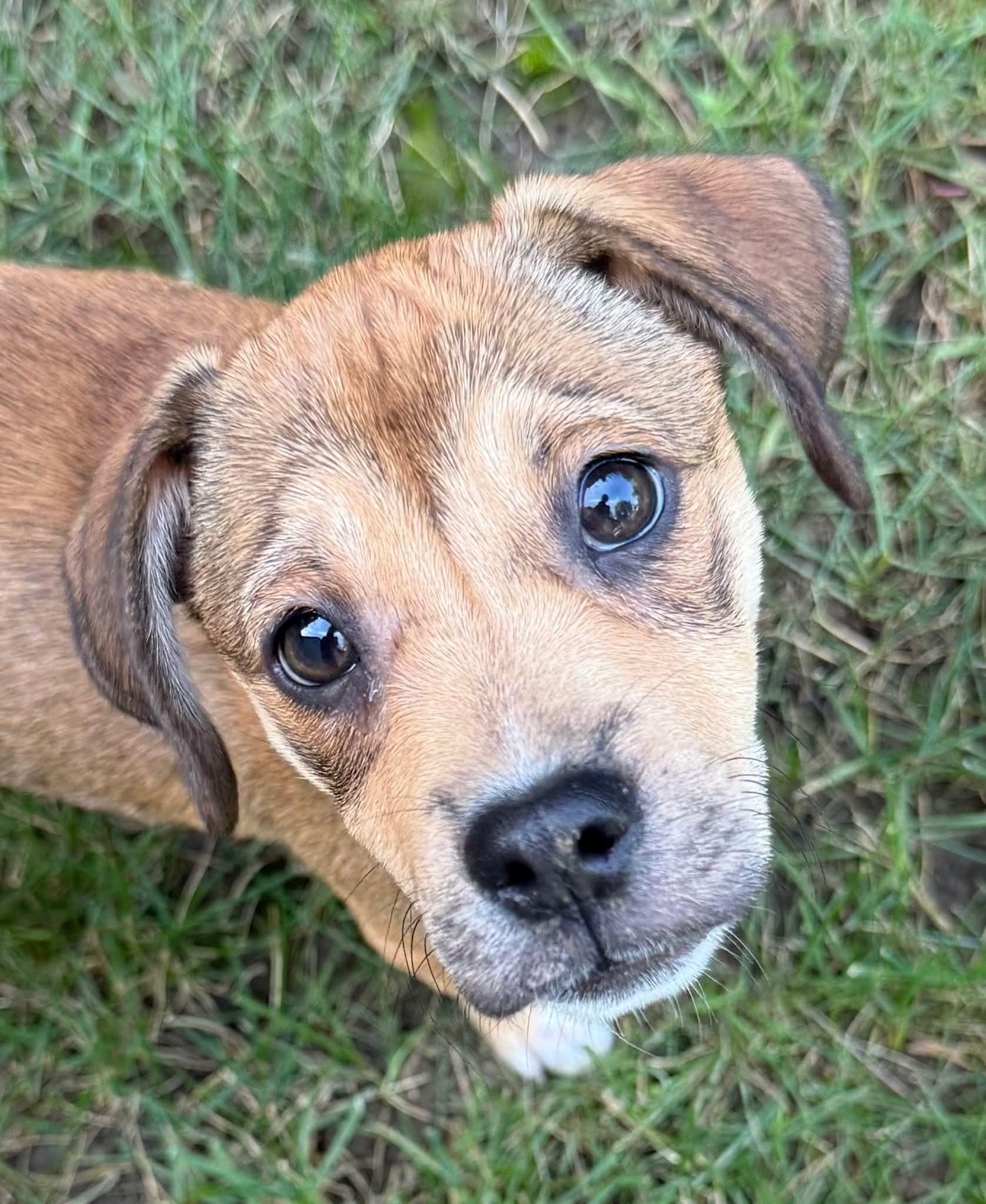 Enlarge Carly (Puppy 1 with Karen P), a Adoptable mixed breed in Lewis Center, OH image 3/5