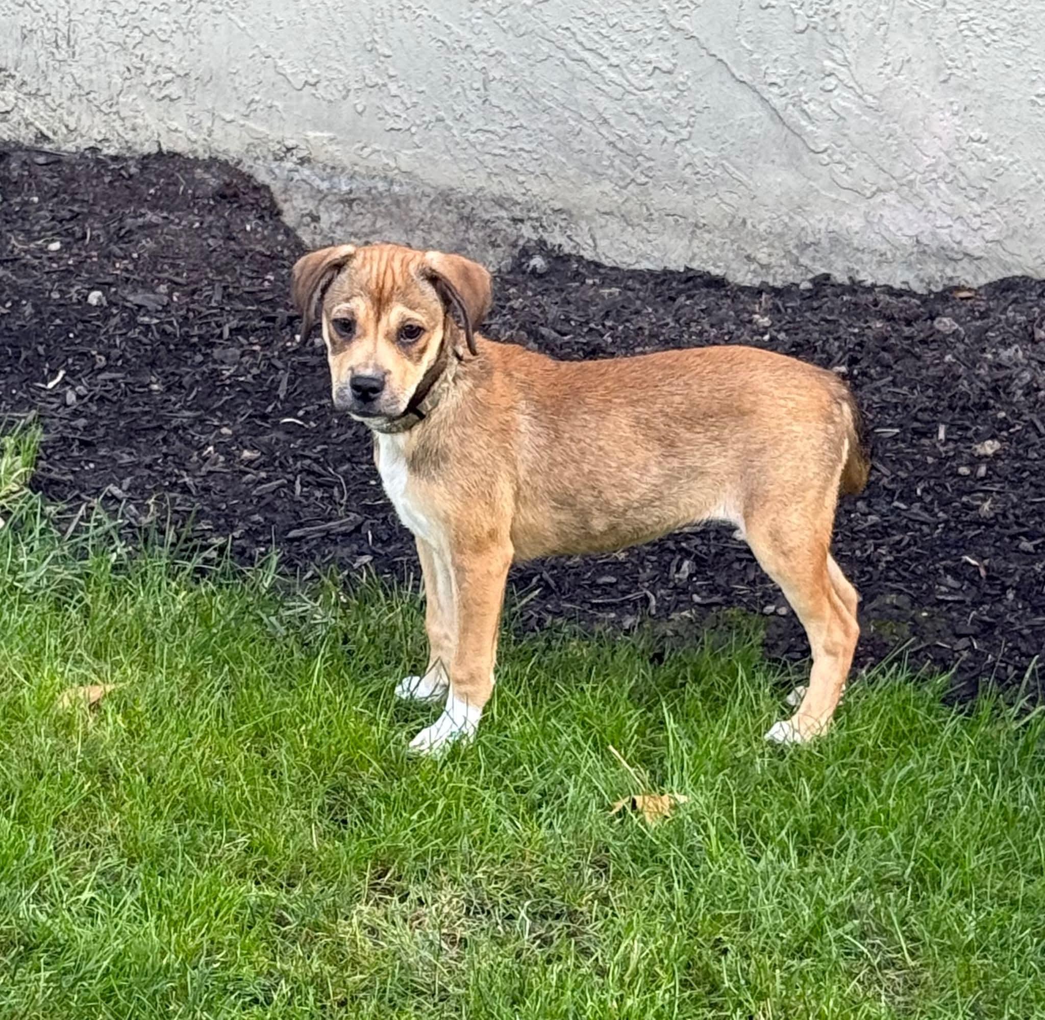 Enlarge Carly (Puppy 1 with Karen P), a Adoptable mixed breed in Lewis Center, OH image 4/5