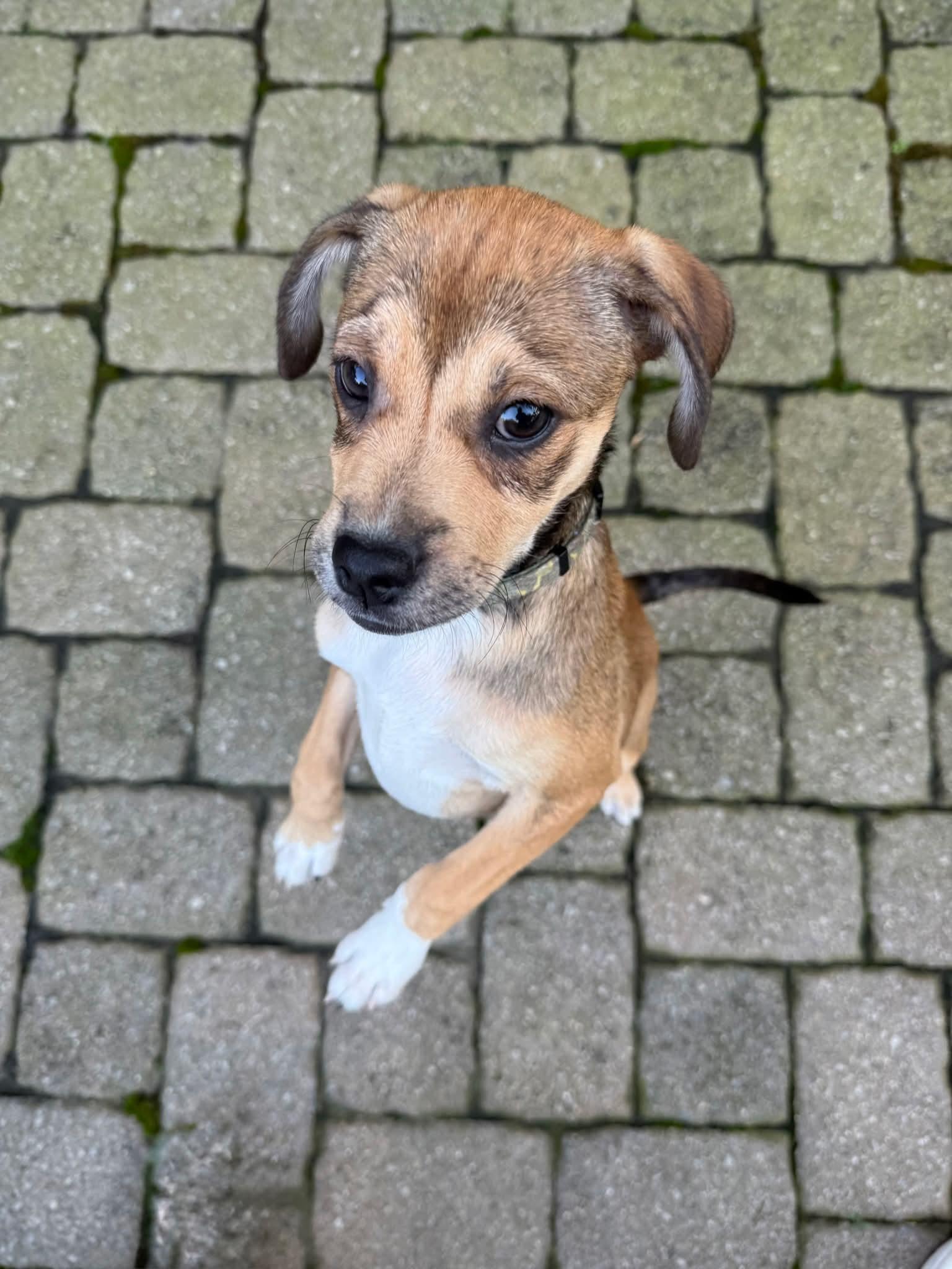 Enlarge Carly (Puppy 1 with Karen P), a Adoptable mixed breed in Lewis Center, OH image 5/5
