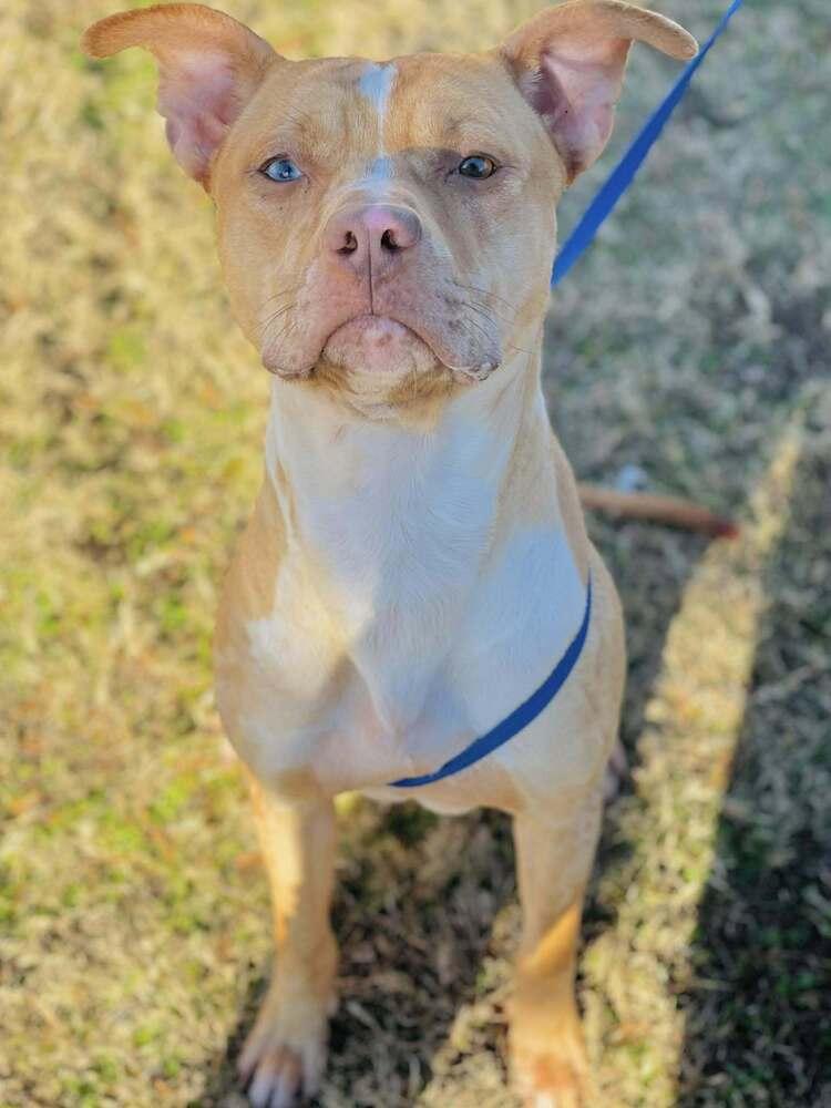 Rolo, a Adopted mixed breed in Naperville, IL image 1/4