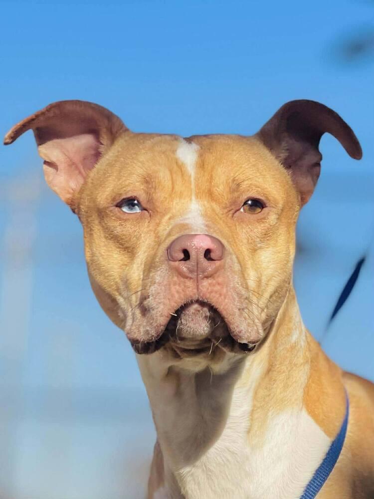 Rolo, a Adopted mixed breed in Naperville, IL image 2/4