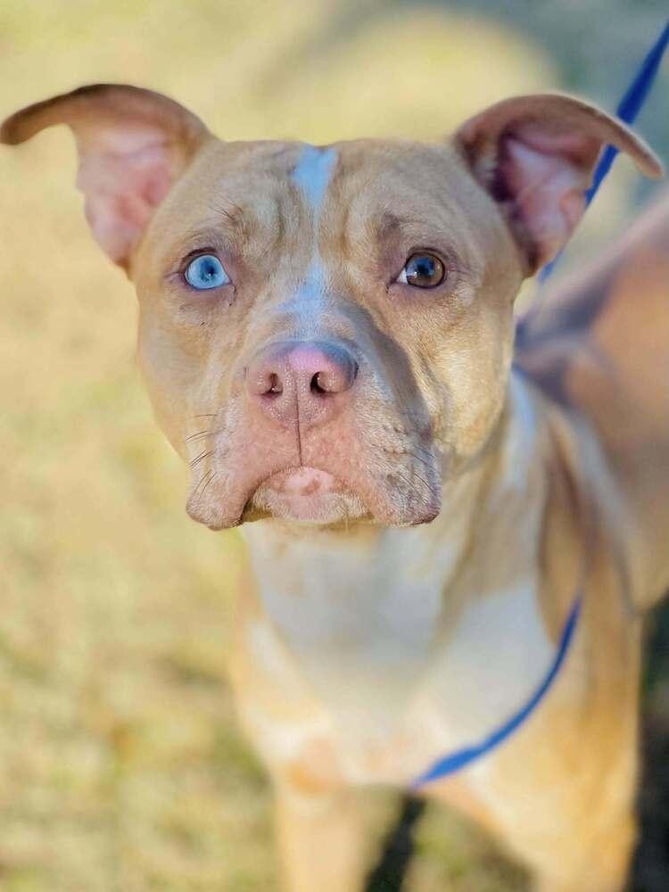 Rolo, a Adopted mixed breed in Naperville, IL image 3/4