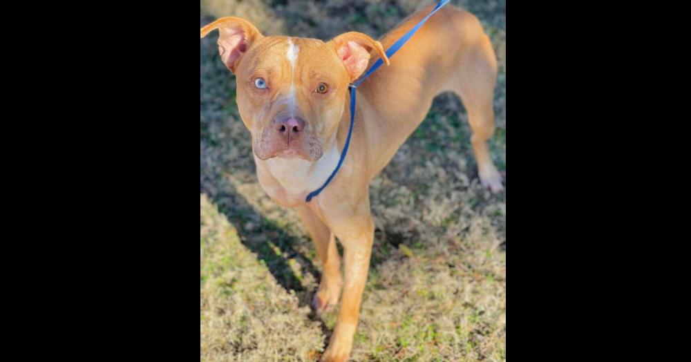 Rolo, a Adopted mixed breed in Naperville, IL image 4/4