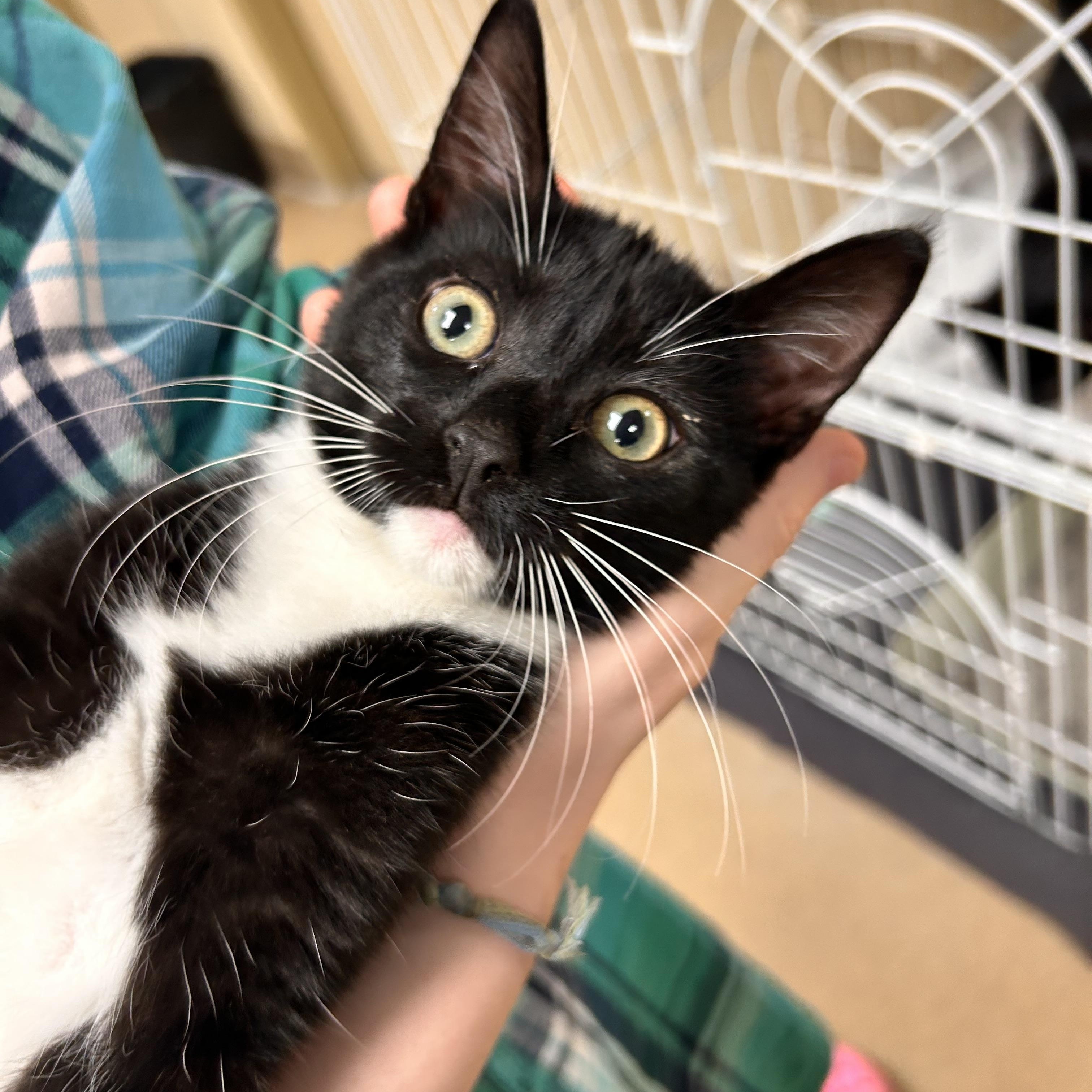 Filet Mingon, adopted, Young Female Domestic Short Hair.