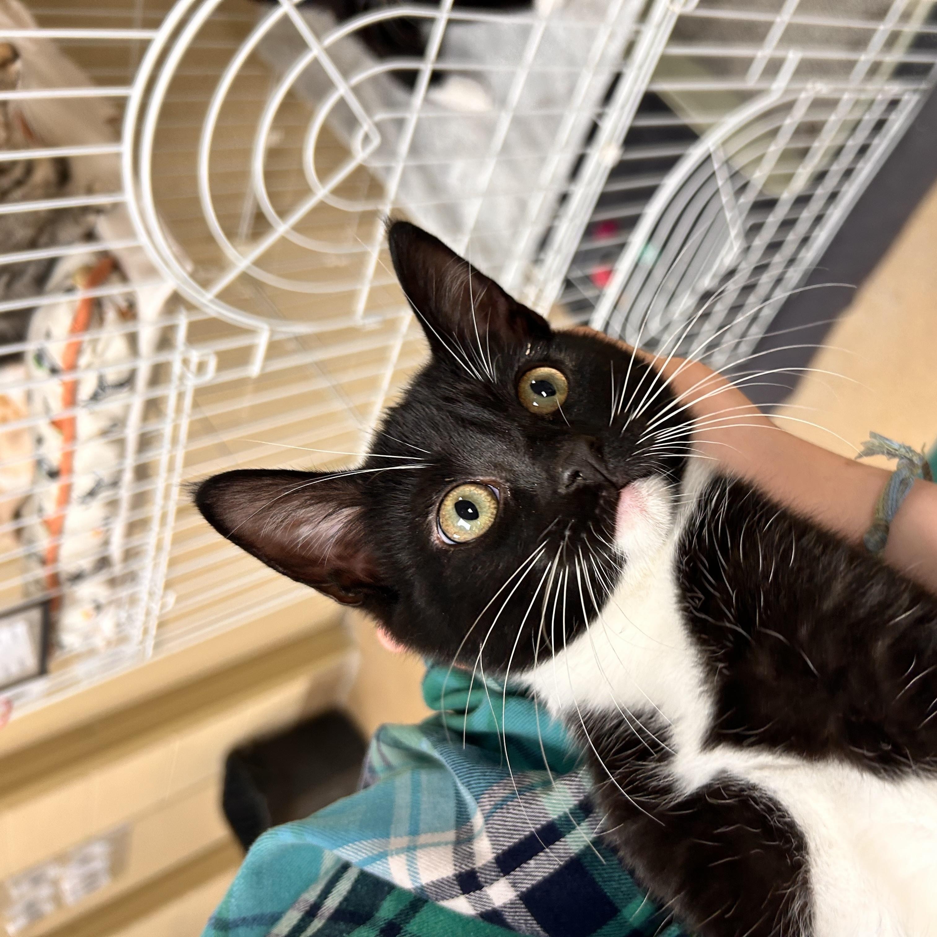 Filet Mingon, an adopted Domestic Short Hair in Myerstown, PA image 2/2