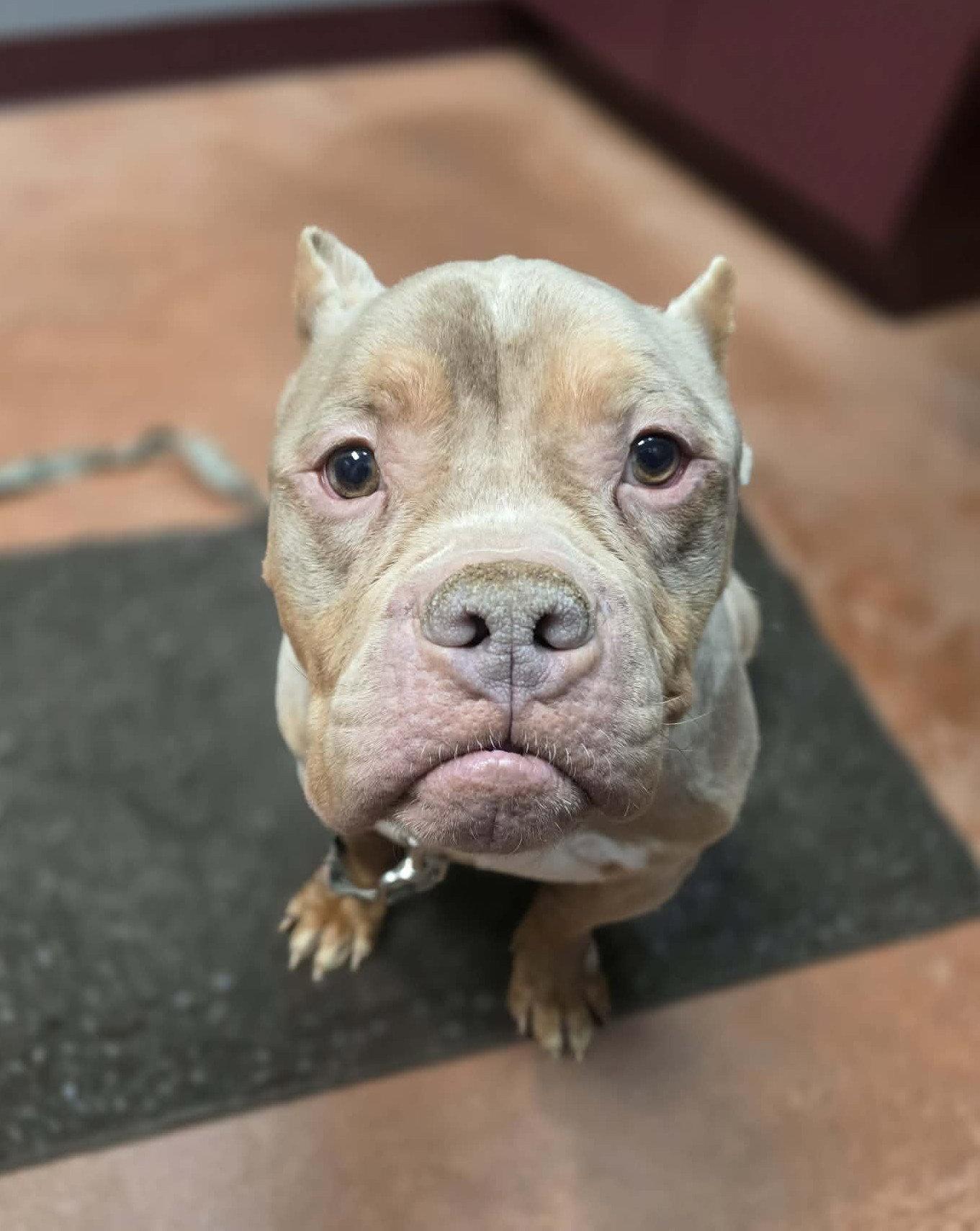 Ricky, Adopted, Adult Male Pit Bull Terrier.