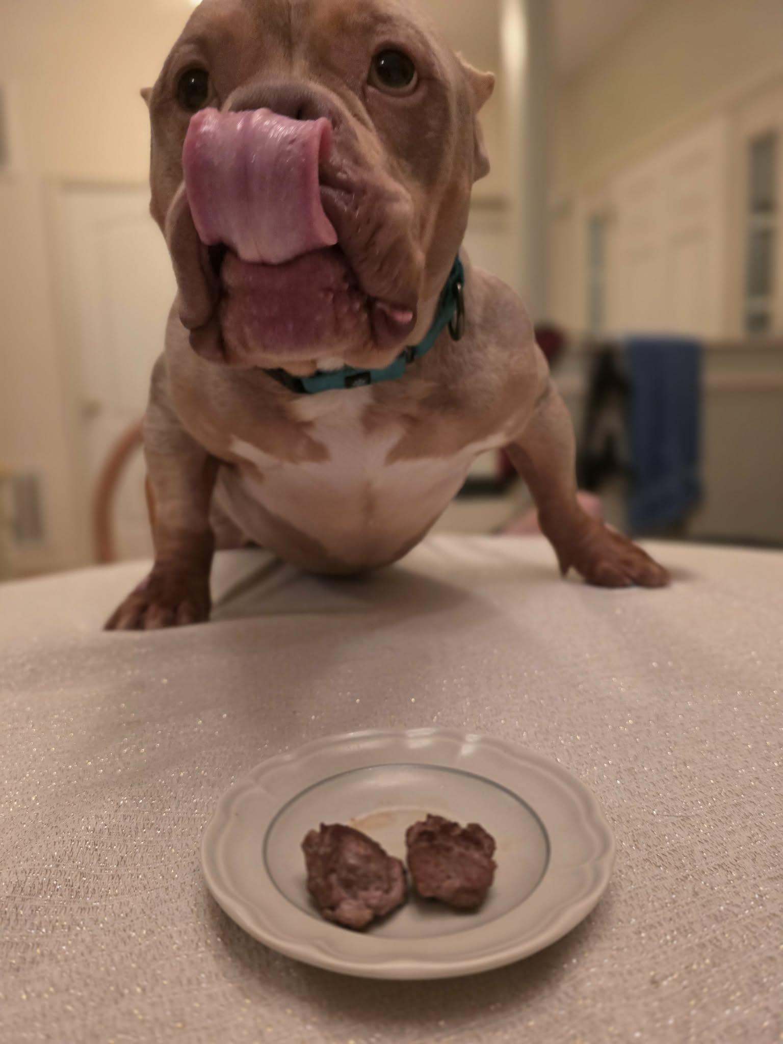 Enlarge Ricky, a Adopted Pit Bull Terrier in Spotsylvania, VA image 2/3