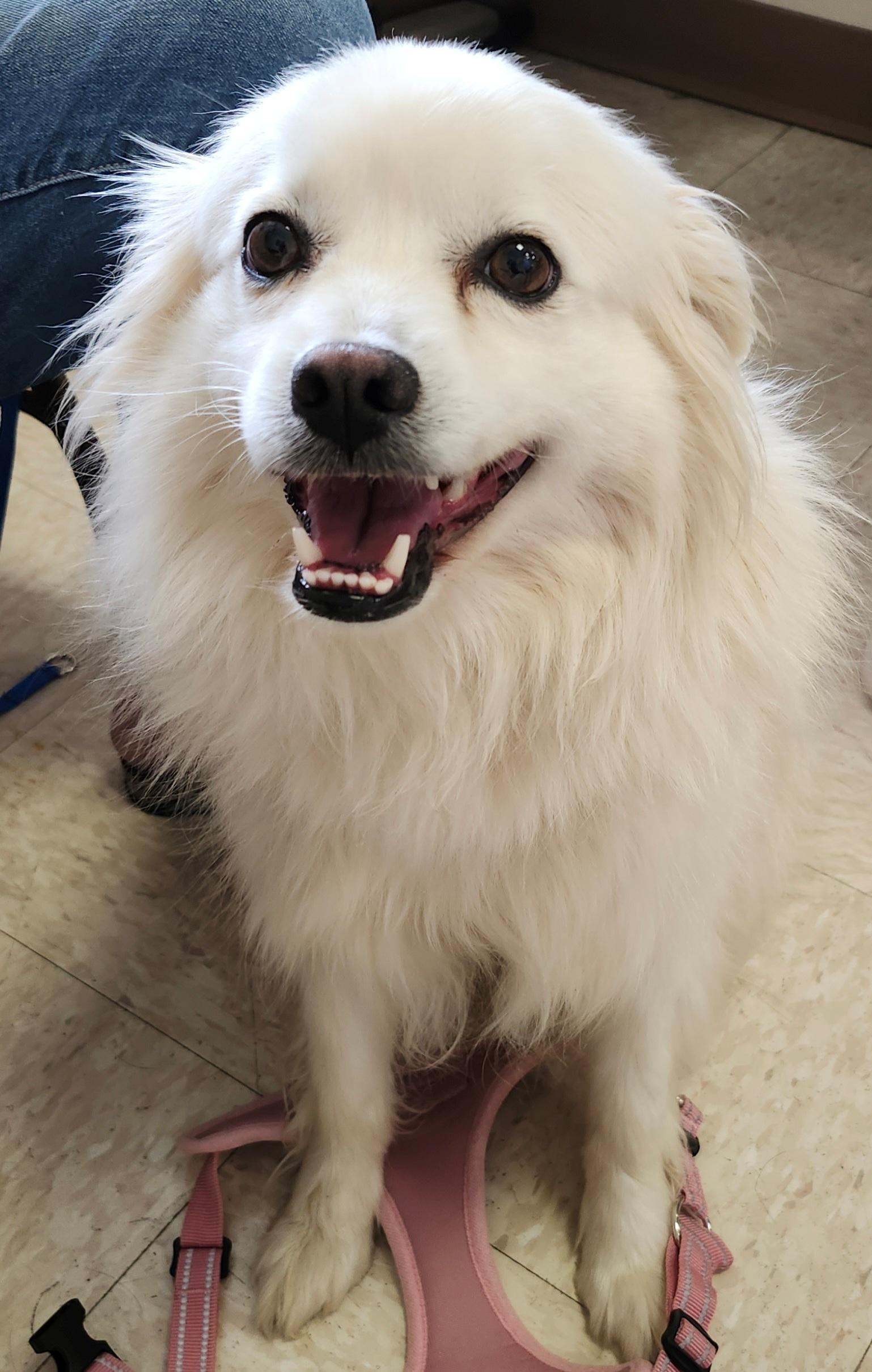 Magnolia - Adopted! 2