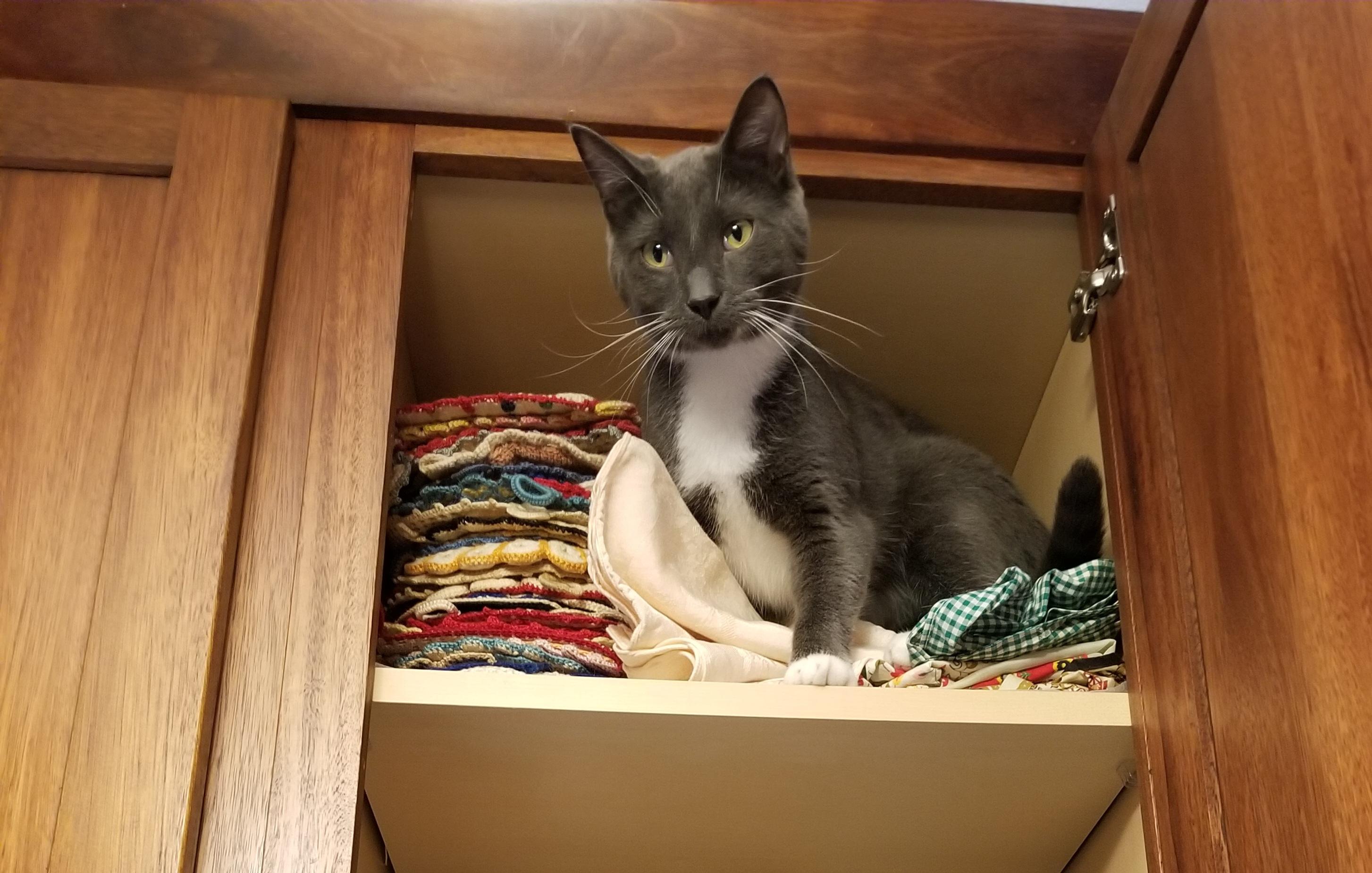 Enlarge Spoink, a Adoptable mixed breed in Roseville, MN image 5/5