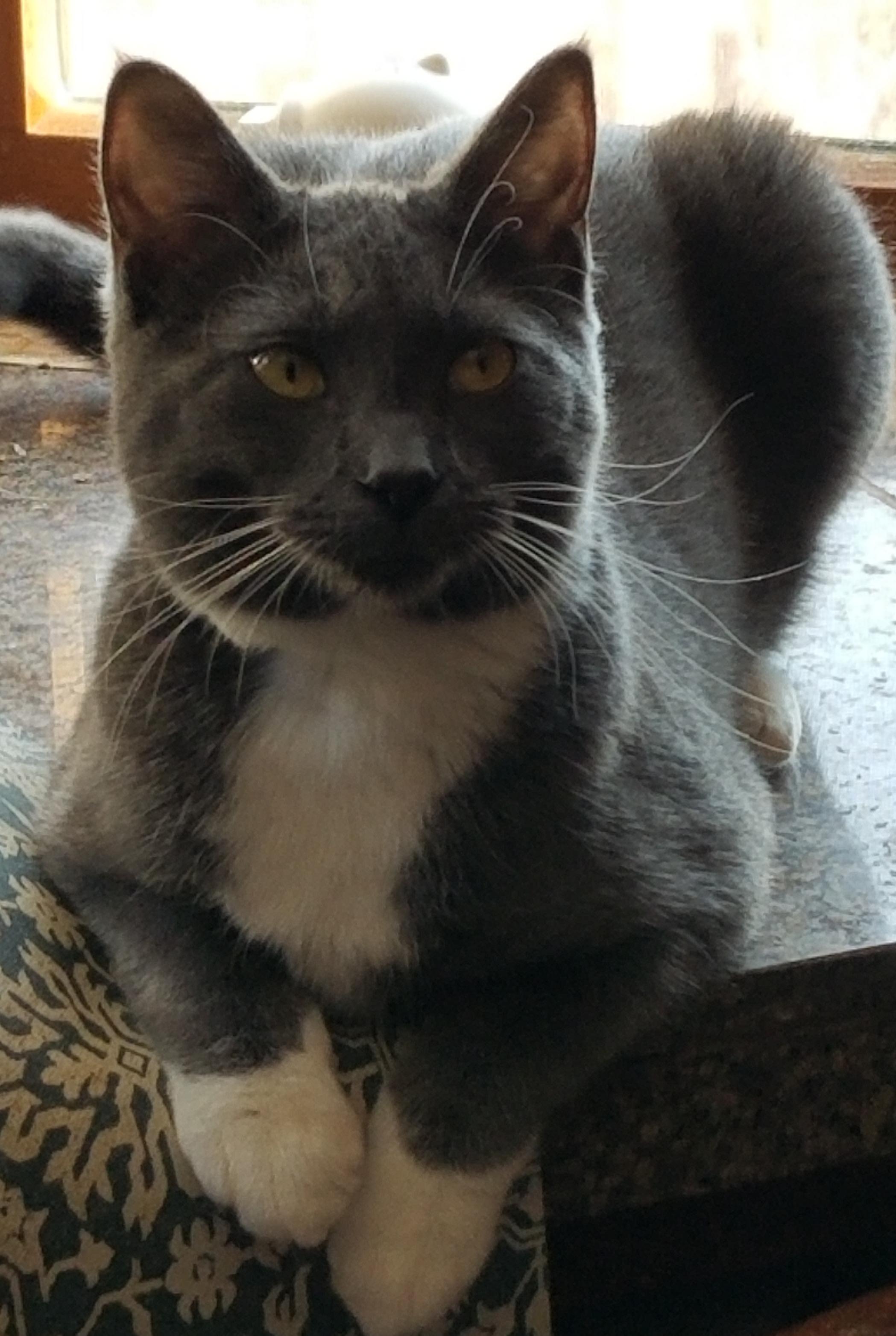 Spoink, Adoptable, Adult Male Tuxedo.