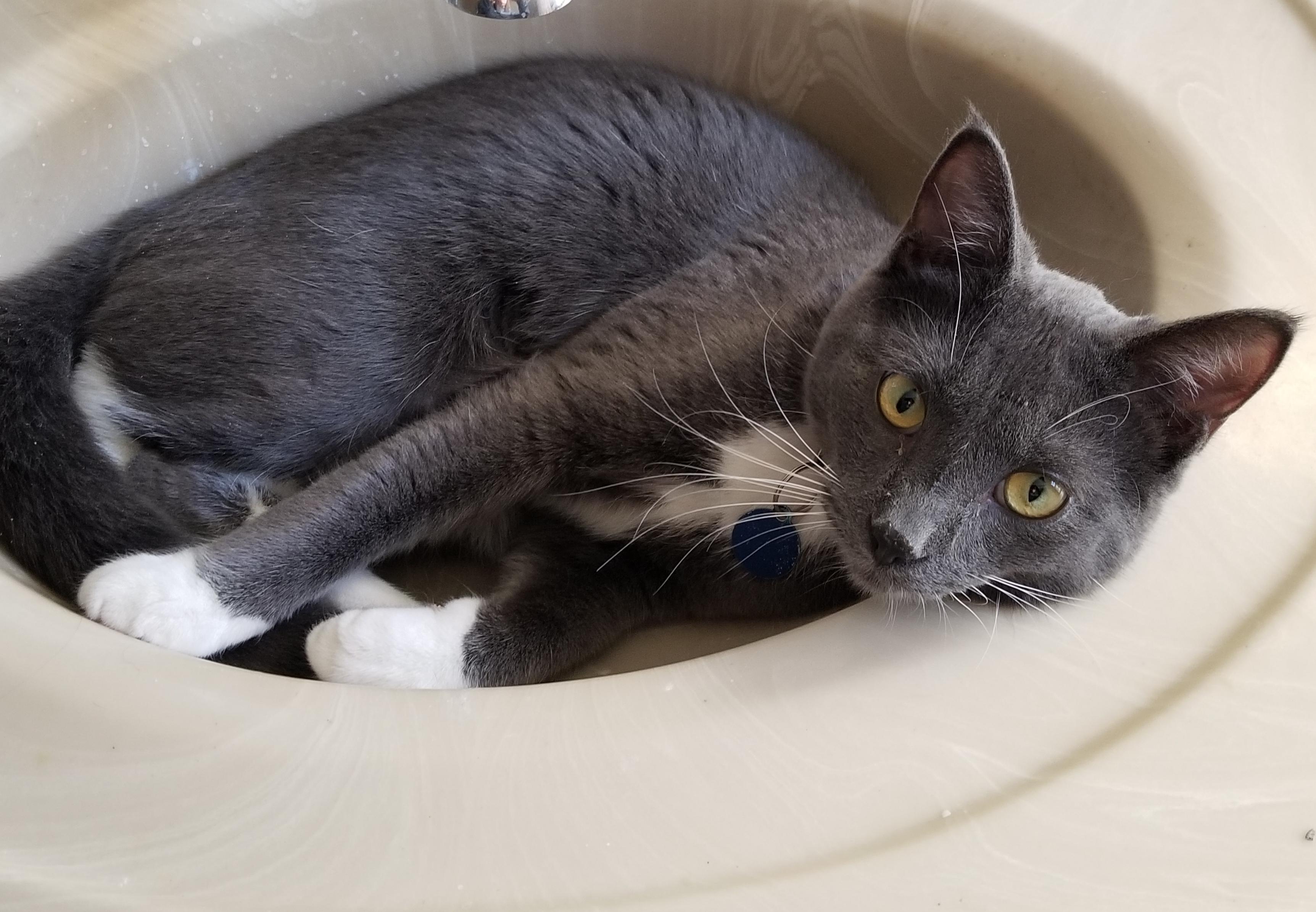 Enlarge Spoink, a Adoptable mixed breed in Roseville, MN image 3/3