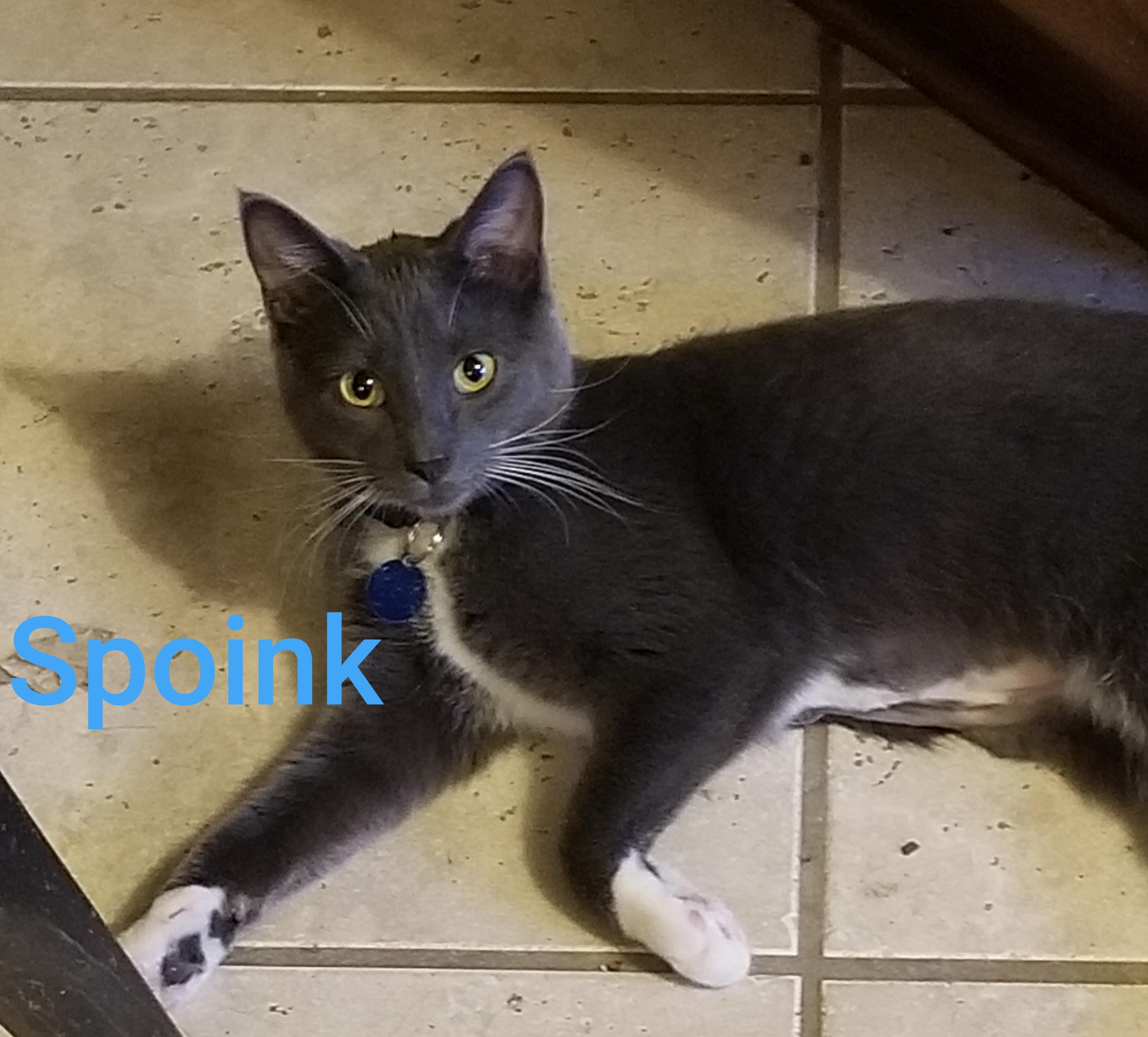 Spoink, Adoptable, Young Male Domestic Short Hair.
