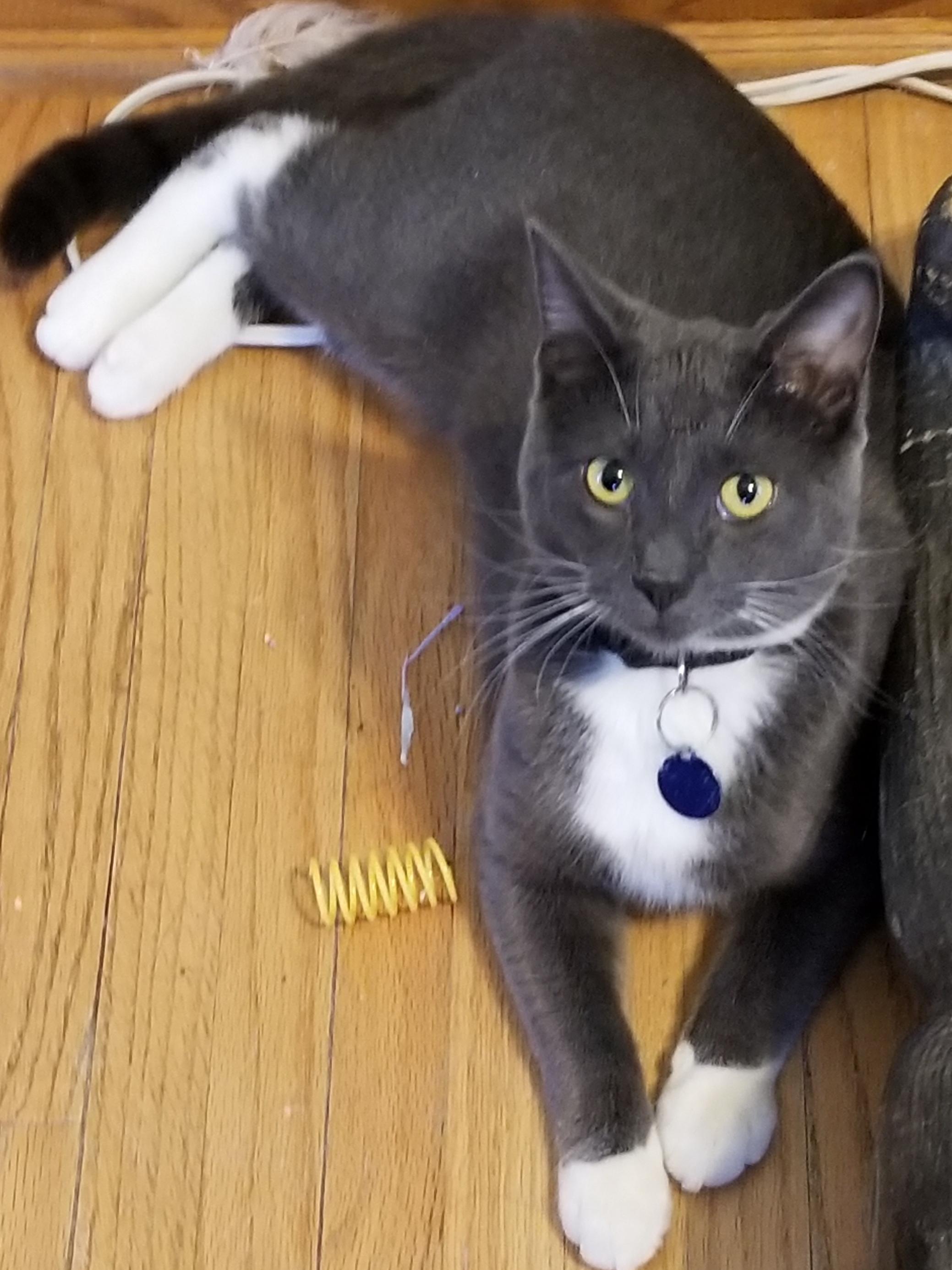 Enlarge Spoink, a Adoptable mixed breed in Roseville, MN image 2/3