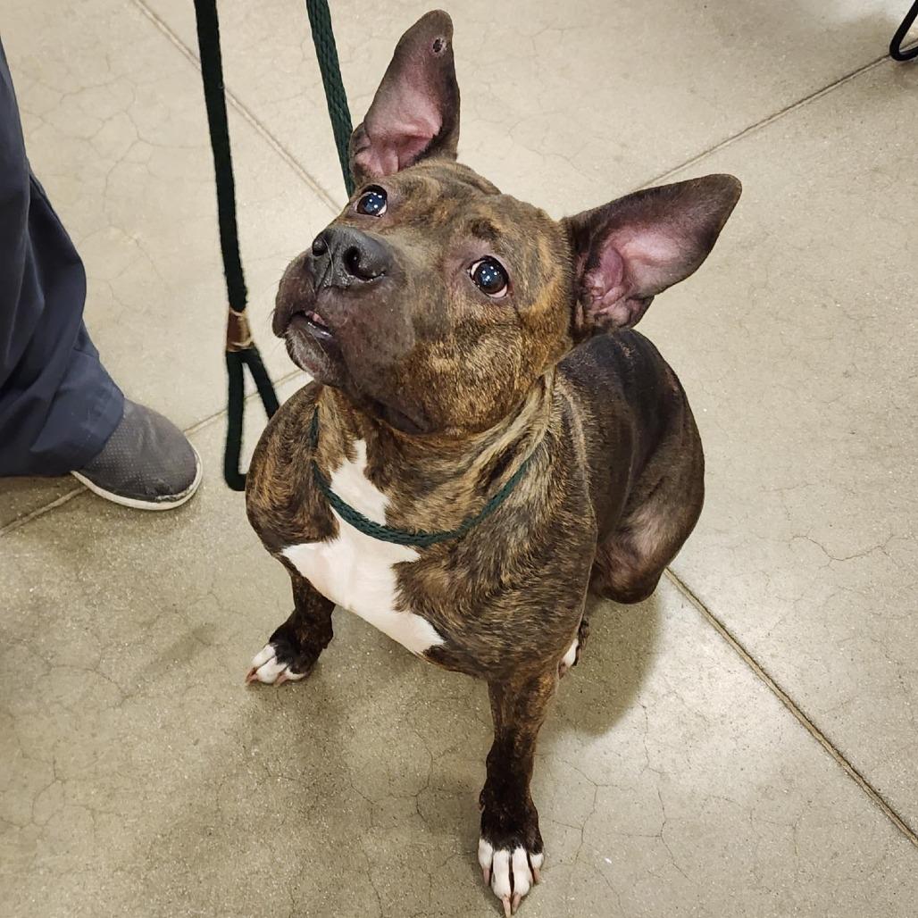 Penelope, a Adoptable Pit Bull Terrier in York, PA image 1/6