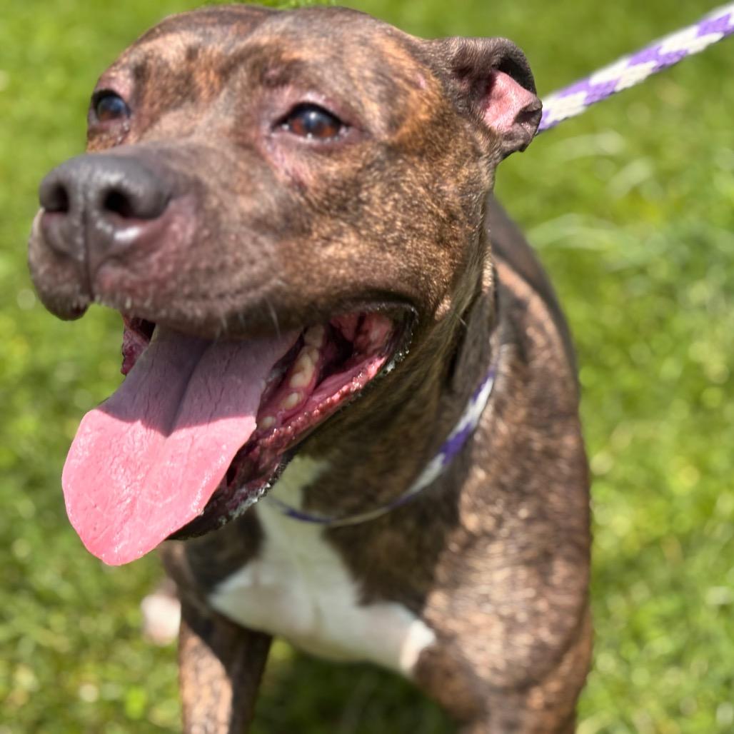 Penelope, a Adoptable Pit Bull Terrier in York, PA image 2/6