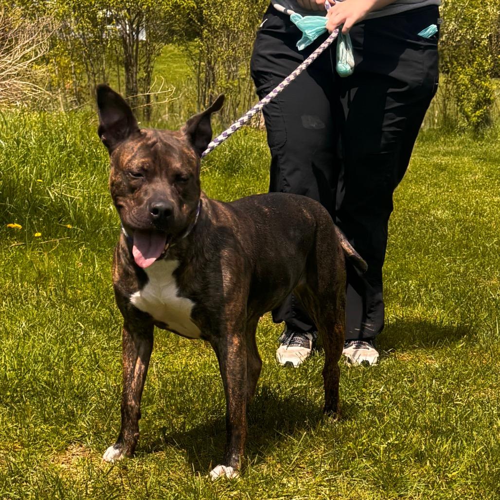 Penelope, a Adoptable Pit Bull Terrier in York, PA image 3/6