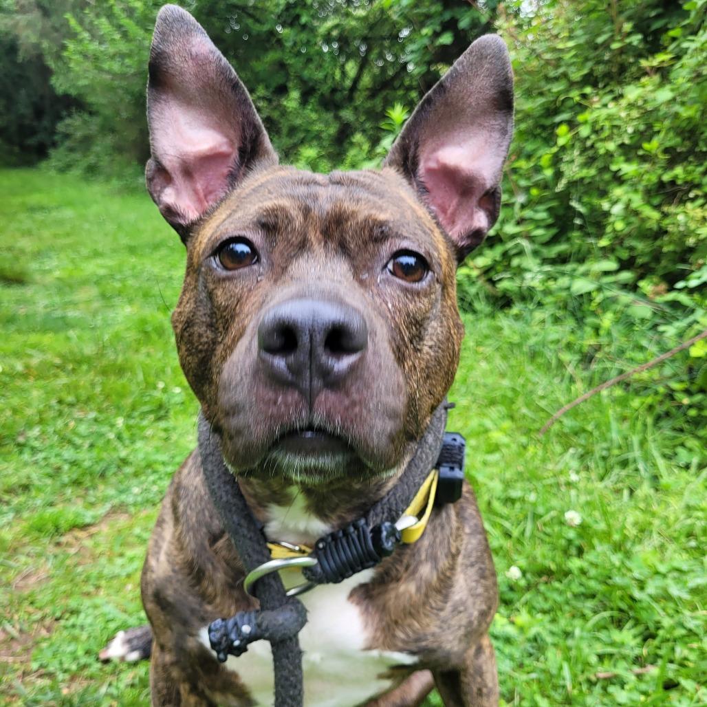 Penelope, a Adoptable Pit Bull Terrier in York, PA image 4/6