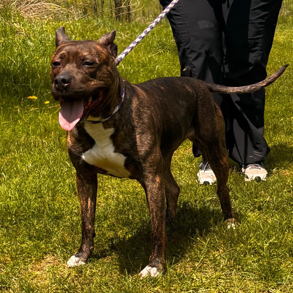 Penelope, a Adoptable Pit Bull Terrier in York, PA image 5/6