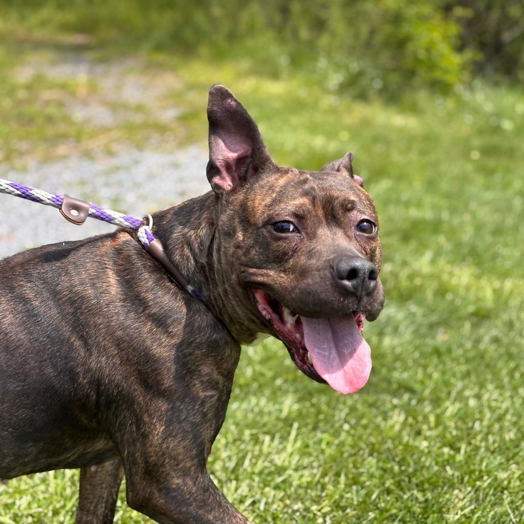 Penelope, a Adoptable Pit Bull Terrier in York, PA image 6/6